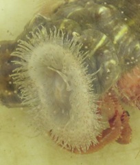 Calliactis parasitica