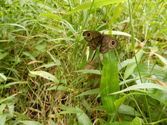 Ypthima horsfieldii humei