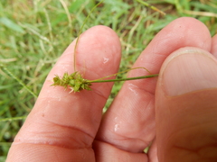 Carex texensis