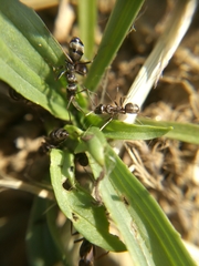Formica cunicularia
