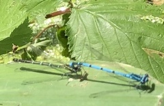 Coenagrion puella