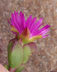 Ruschia leptocalyx