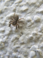 Pseudeuophrys vafra