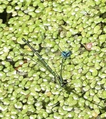 Coenagrion puella