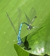 Coenagrion puella