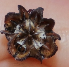 Ruschia leptocalyx