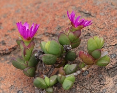 Ruschia leptocalyx