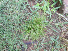 Carex texensis