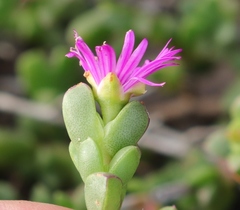 Ruschia leptocalyx