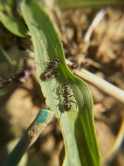 Formica cunicularia