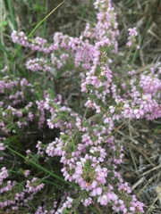 Erica hirtiflora hirtiflora