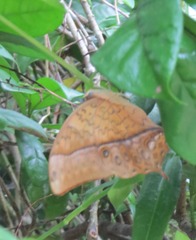 Charaxes varanes vologeses