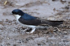 Common House Martin photo 1