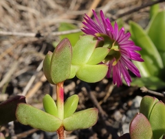 Ruschia leptocalyx