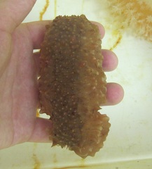 Parastichopus regalis