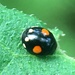 Esteemed Sigil Lady Beetle - Photo (c) Jeffrey G. Cramer, some rights reserved (CC BY-NC), uploaded by Jeffrey G. Cramer