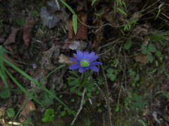Anemone decapetala