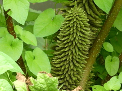 Gunnera tinctoria