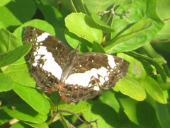 Neptidopsis fulgurata platyptera
