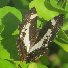 Neptidopsis fulgurata platyptera