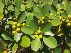 Ficus natalensis natalensis