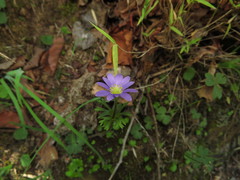 Anemone decapetala