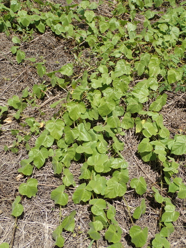 Passiflora vesicaria