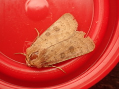 Hoplodrina octogenaria