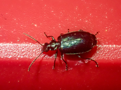 Lebia cyanipennis