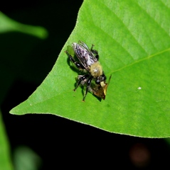 Laphria posticata