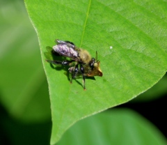 Laphria posticata