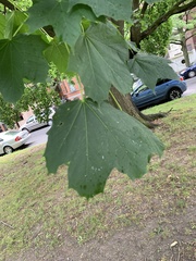 Acer platanoides