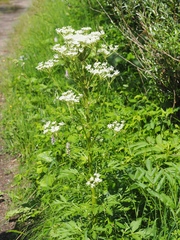 Pleurospermum austriacum