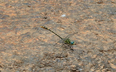 Austrogomphus australis