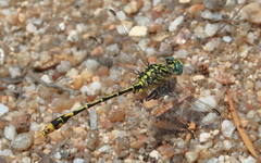 Austrogomphus australis