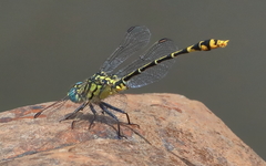 Austrogomphus australis