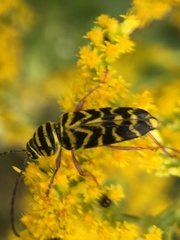 Megacyllene robiniae