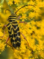 Megacyllene robiniae