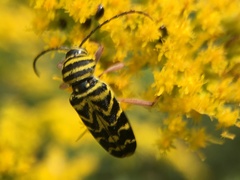 Megacyllene robiniae