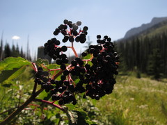 Sambucus racemosa melanocarpa