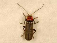 Cyrtomoptera divisa