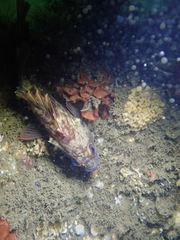 Sebastes auriculatus