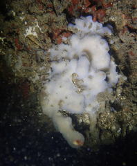 Cystodytes lobatus