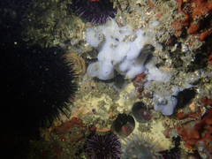 Cystodytes lobatus