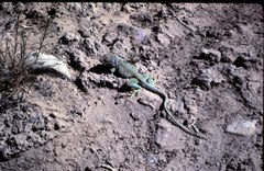 Crotaphytus