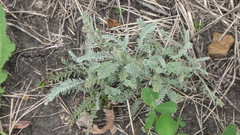 Achillea leptophylla