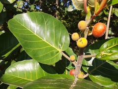 Ficus trichopoda