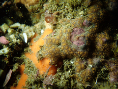 Botryllus tuberatus