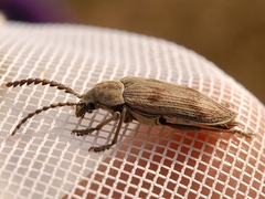 Dascillus davidsoni