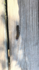 Hemileuca maia
